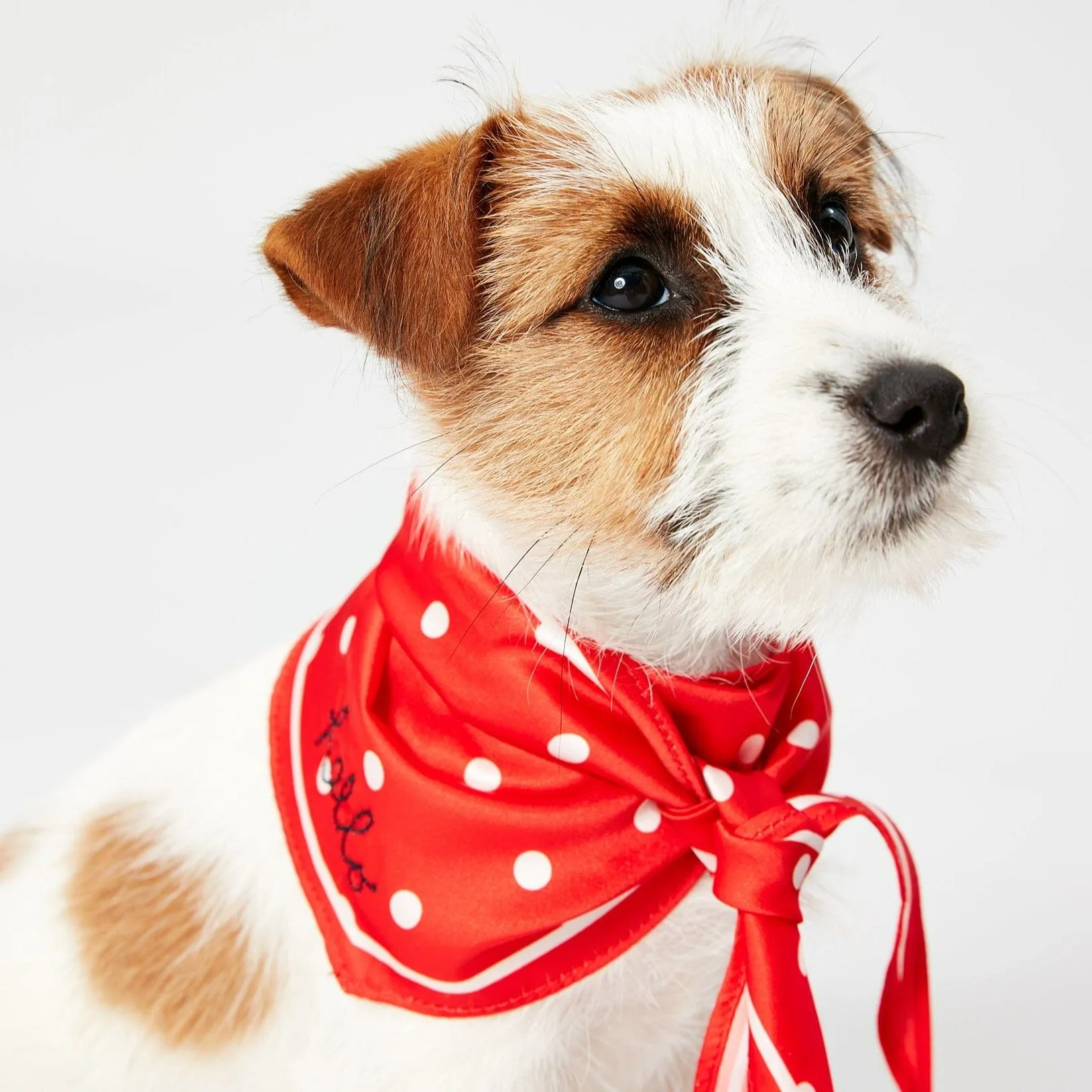 Joules Red Hello Polka Dot Dog Neckerchief